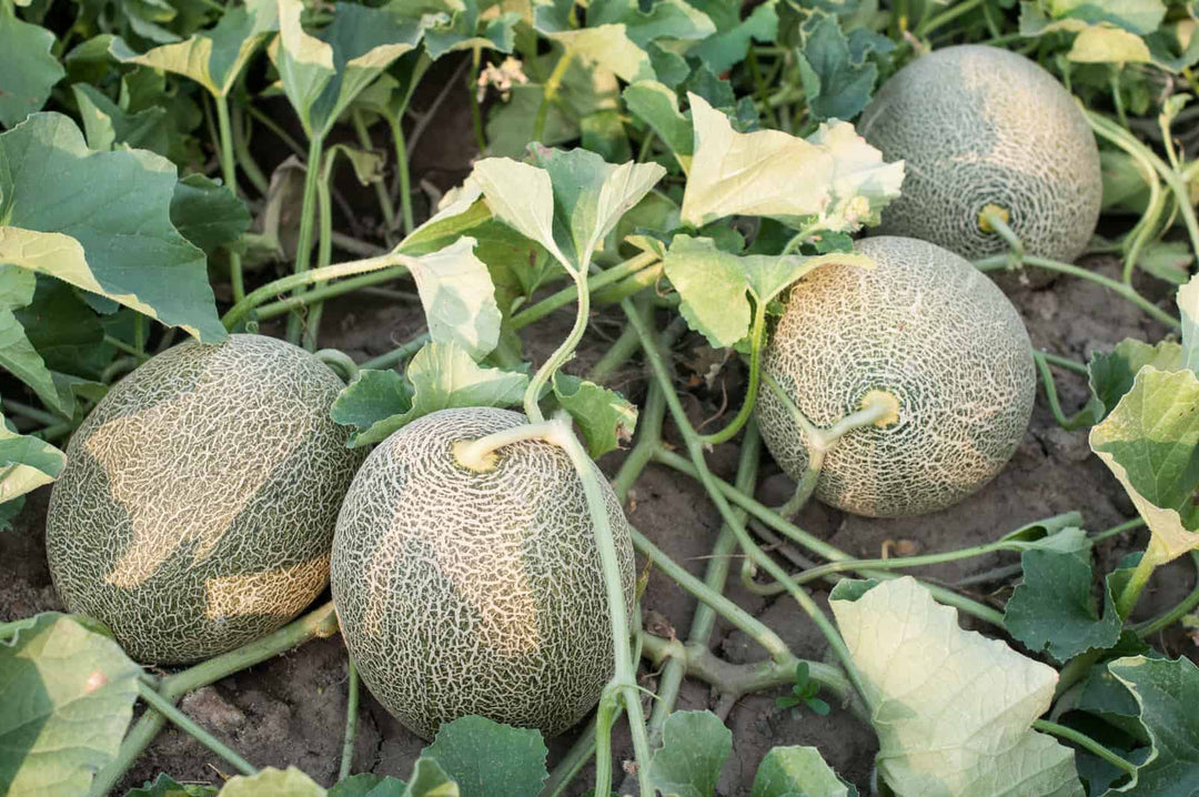 Brown Muskmelon Fruit Seeds for Planting – Heirloom, Non-GMO, High Germination Organic Garden Melon Seeds