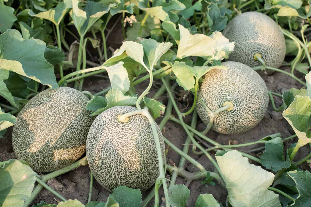 Brown Muskmelon Fruit Seeds for Planting – Heirloom, Non-GMO, High Germination Organic Garden Melon Seeds
