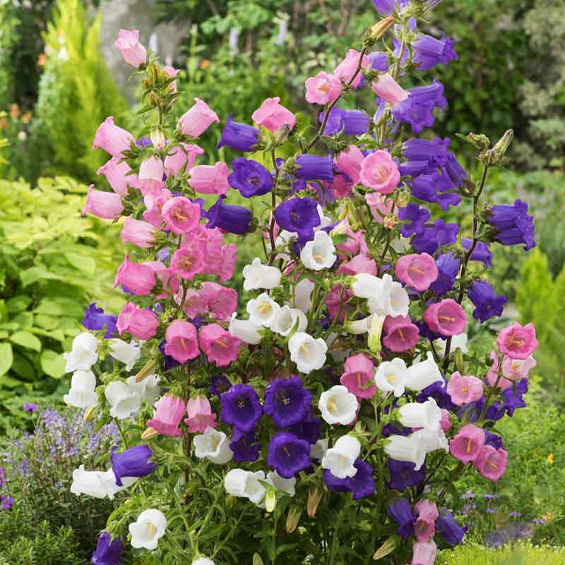Mixed Canterbury Bells Flower seeds for Planting – Wildflower Mix, Heirloom, Non-GMO Seeds for Home Garden