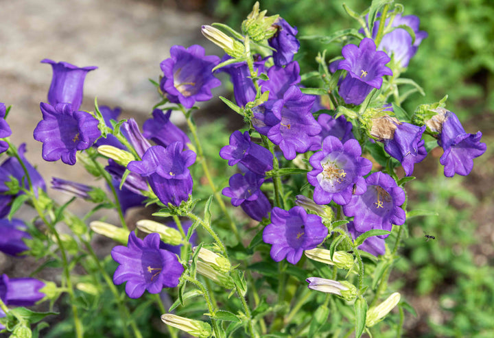 Violet Canterbury Bells Flower Seeds for Planting – Wildflower Mix, Heirloom & GMO Free Seeds for Home Garden