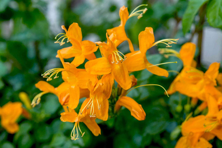 Cape Honeysuckle Flower Seeds for Planting – Heirloom, Non-GMO, High Germination Organic Garden Seeds