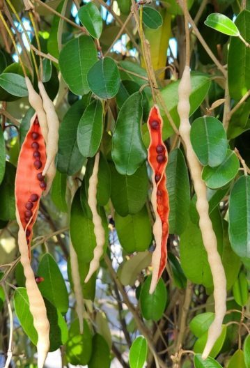 Jamaican Caper Berry Fruit Seeds for Planting – Heirloom & Non-GMO Native Florida Garden Seeds