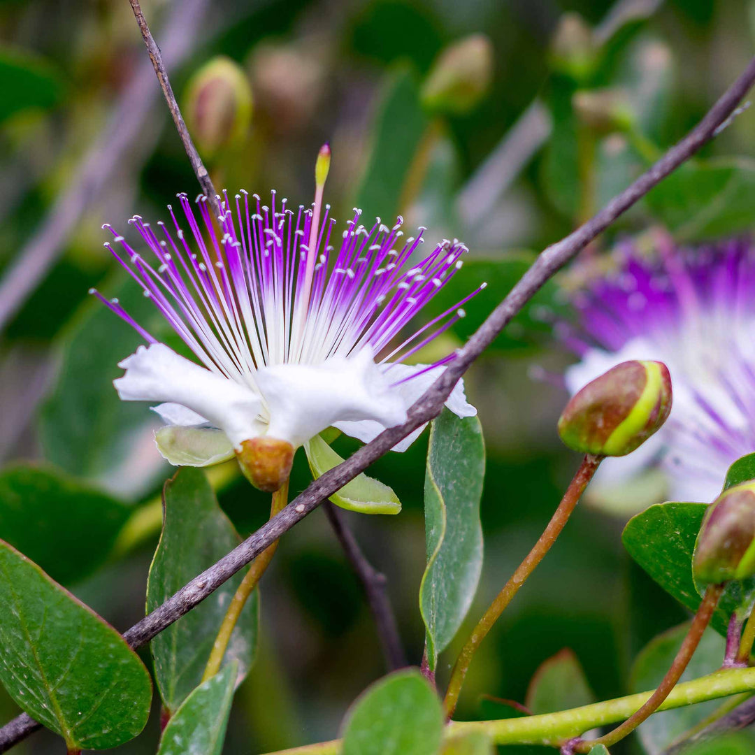 Blue Caper Flower Seeds for Planting – Exotic Blooms, Pollinator Friendly