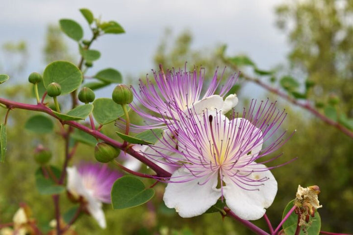 Capparis Flower Seeds for Planting – Heirloom Non-GMO, High Germination Organic Garden Seeds
