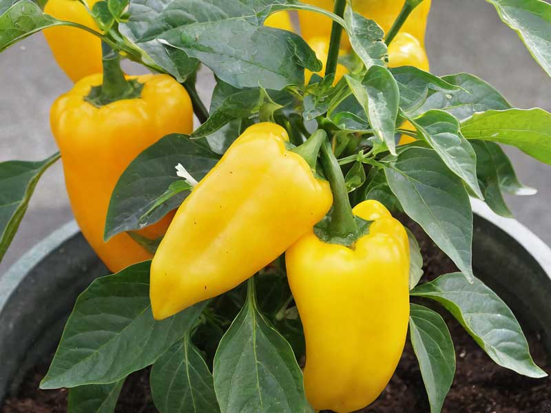 Mixed Bell Pepper Seeds for Planting – Heirloom, Non-GMO, Colorful Vegetable Garden Seeds – High Germination