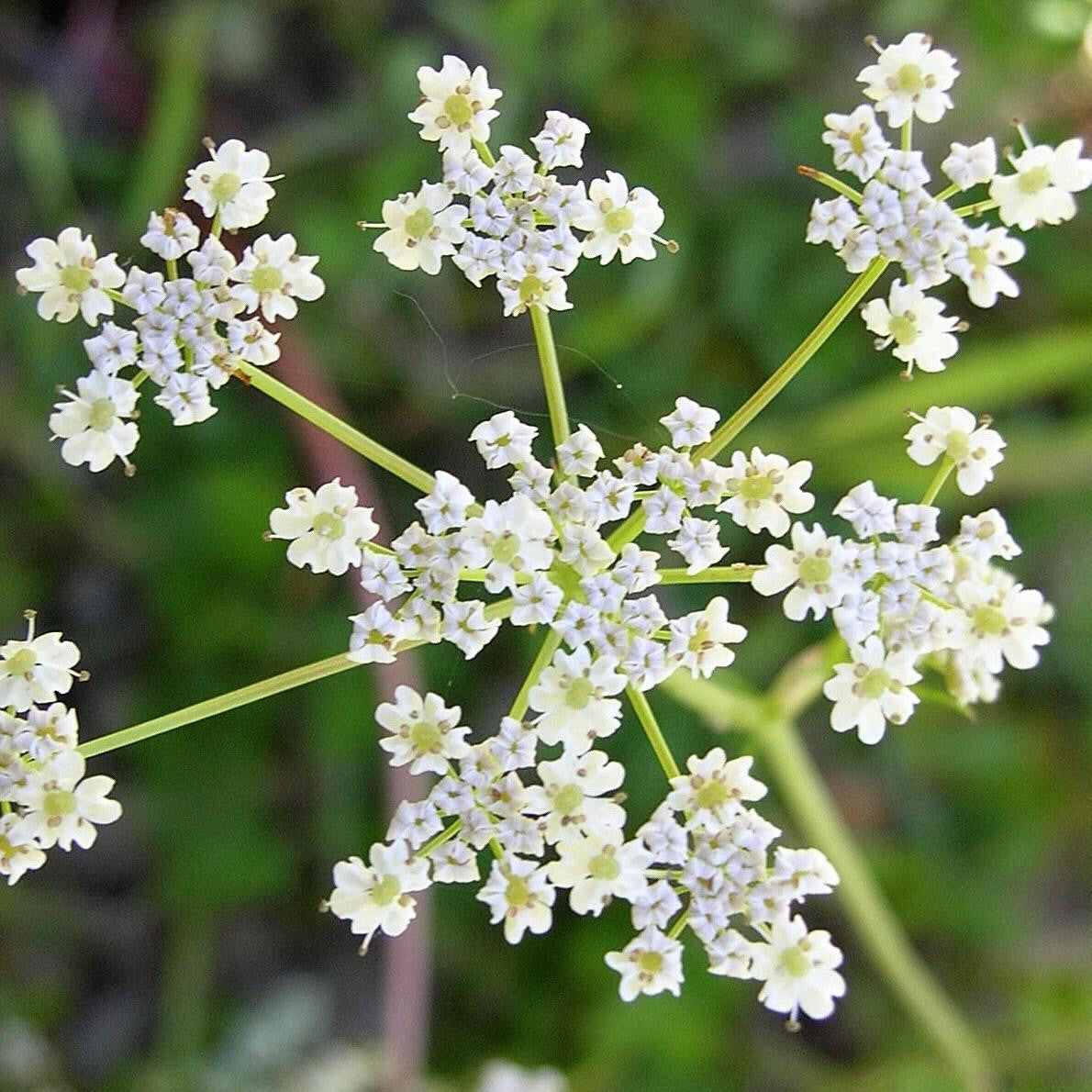 White Caraway Herb Seeds for Planting – Heirloom, Non-GMO, Organic Garden Seeds with High Germination Rate