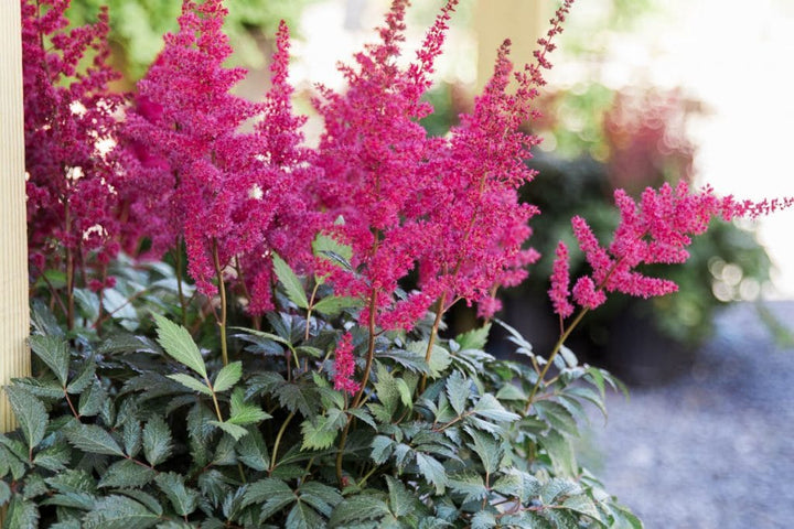 Dark Pink Astilbe Flower Seeds for Planting – Heirloom, Non-GMO, High Germination Garden Seeds