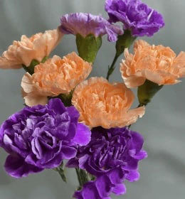 Light Orange Violet Carnation Flower Seeds for Planting – Heirloom, Non-GMO, High Germination