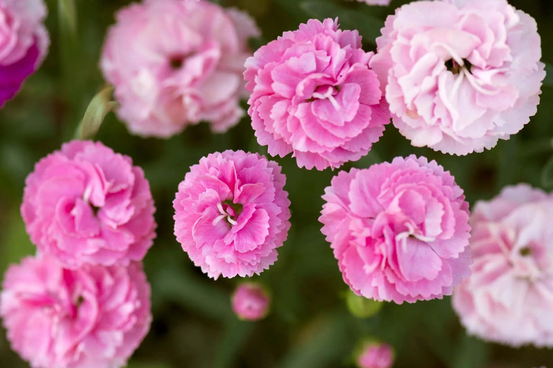 Pink Caryophyllus Flower Seeds for Planting – Heirloom, Non-GMO, Drought Tolerant