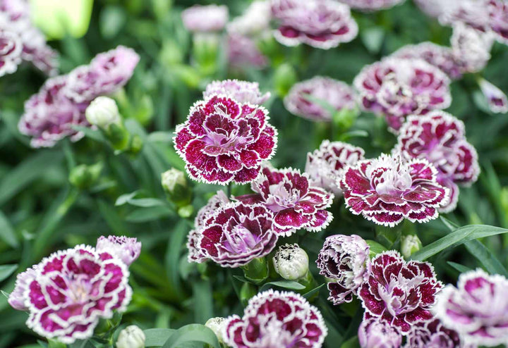Carnation Dianthus Flower Seeds for Planting Cream – Fragrant Blossoms, Heirloom, Non-GMO, High Germination Organic Garden Seeds