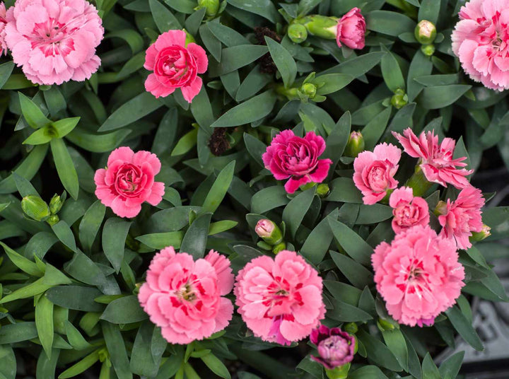 Pink Carnations Flower Seeds for Planting – Heirloom Non-GMO Seeds for Home Garden, High Germination