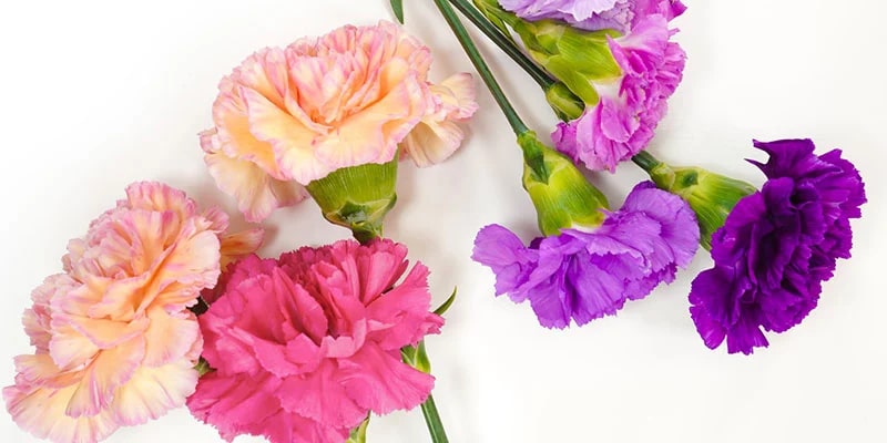 Light Orange Violet Carnation Flower Seeds for Planting – Heirloom, Non-GMO, High Germination