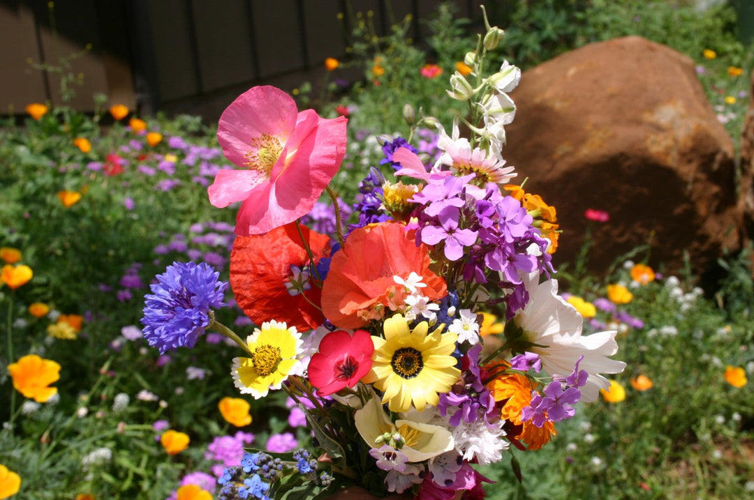 Flower Seeds, Seeds,Seeds For Planting,Plant Seeds