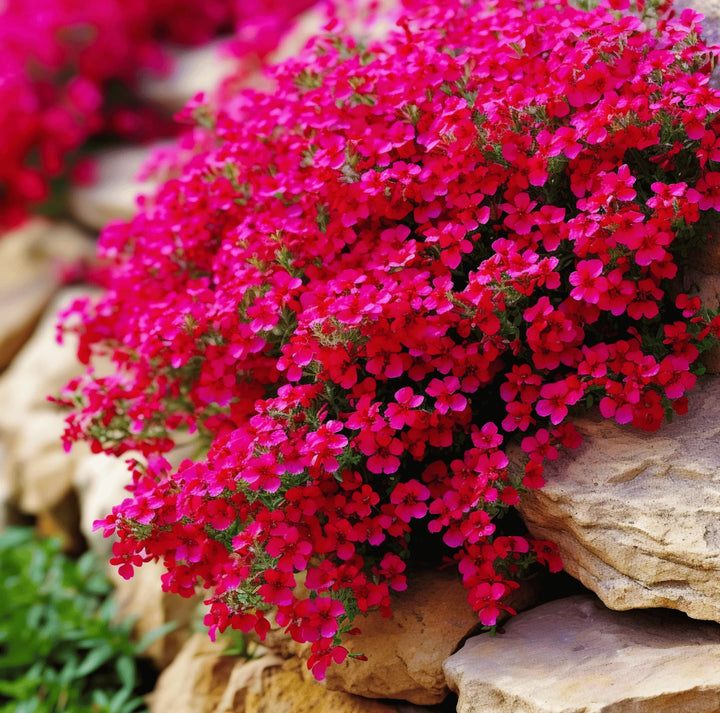 Dark Pink Rock Cress Flower Seeds for Planting – Easy to Grow, Heirloom, Non-GMO, High Germination Organic Garden Seeds