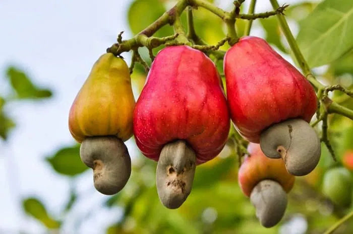 Sri Lanka Nut Fruit Seeds for Planting – Heirloom, Non-GMO Hardy Tropical Tree Garden Seeds