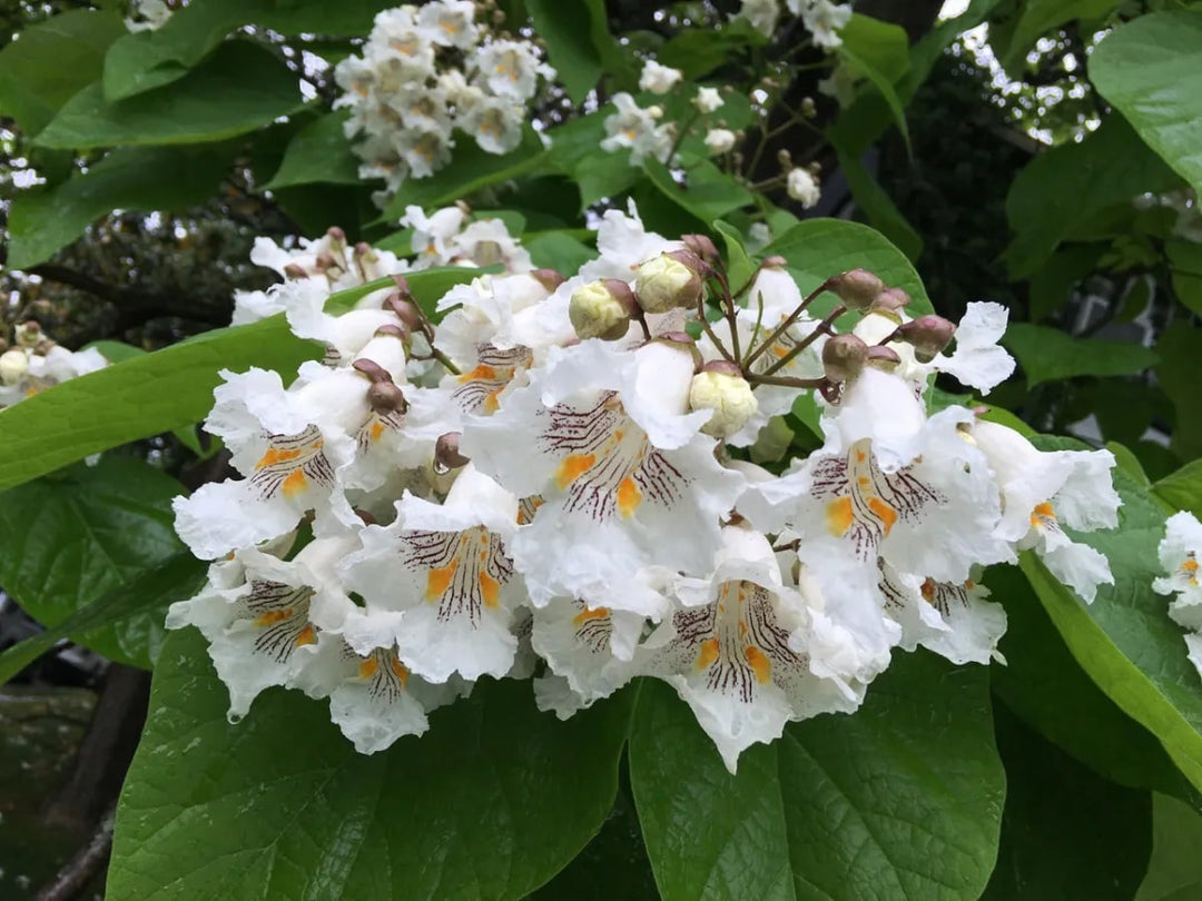 Heirloom Catalpa Flower Seeds for Planting – Pollinator Friendly, Heirloom, Non-GMO Home Garden