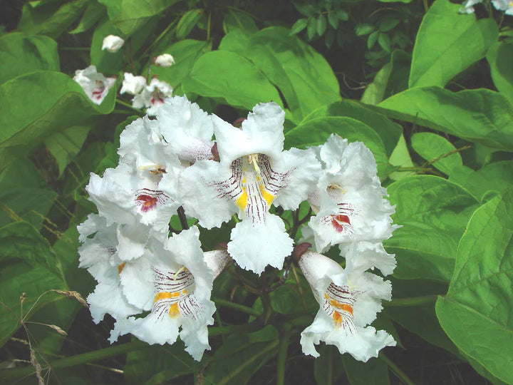 Catalpa Speciosa Seeds – Northern Catalpa Tree Seeds for Planting, Fast-Growing Shade Tree