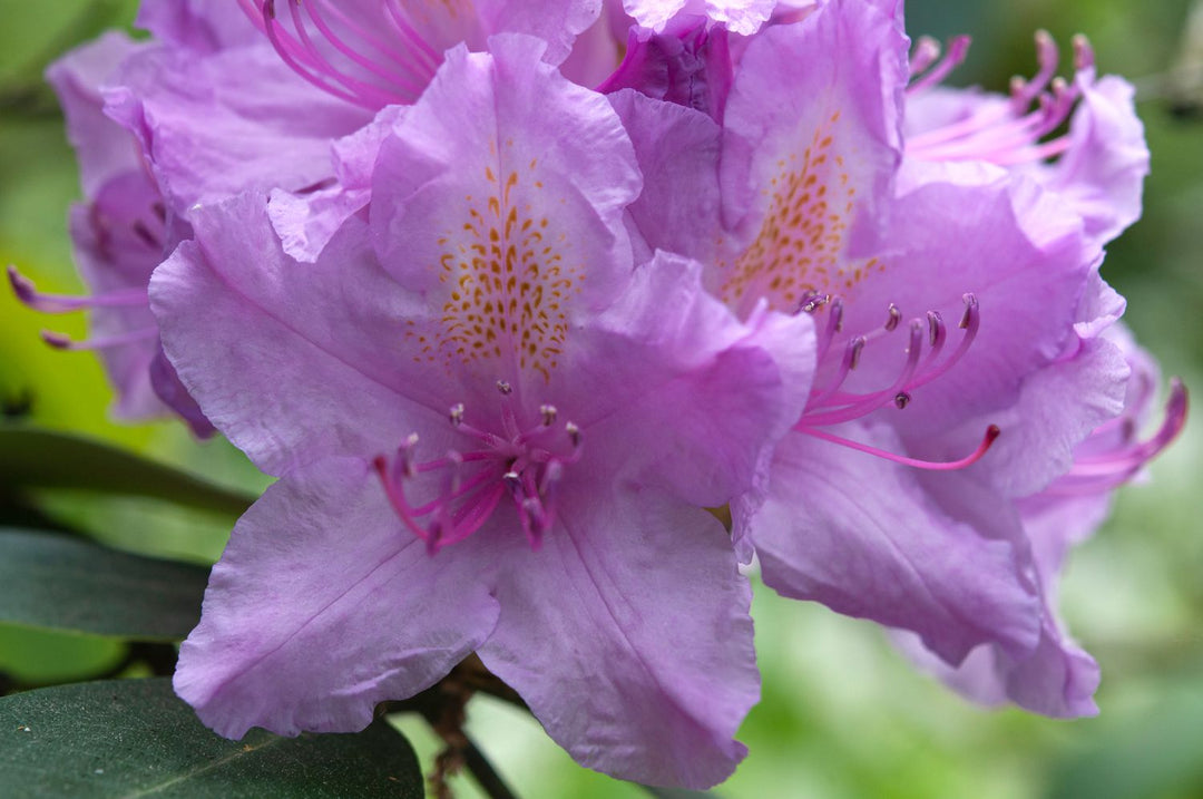 Catawba Rhododendron Flower Seeds for Planting - Low Maintenance, Heirloom & GMO Free Seeds for Home Garden