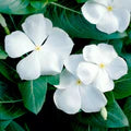 White Cora Cascade Flower Seeds for Planting – Heirloom, Non-GMO, High Germination Organic Garden Seeds