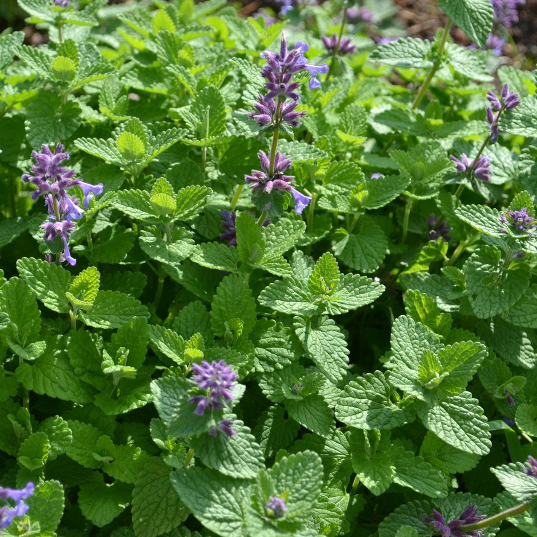 Green Cat Mint Herb Seeds for Planting – Heirloom, Non-GMO, Organic Garden Seeds with High Germination