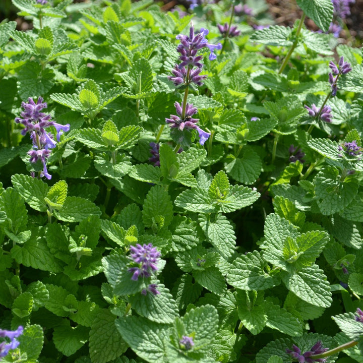 Green Cat Mint Herb Seeds for Planting – Heirloom, Non-GMO, Organic Garden Seeds with High Germination