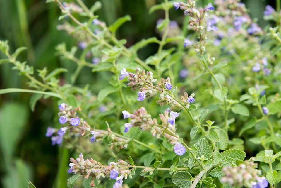 Green CatMint Herb Seeds for Planting – Heirloom, Non-GMO, Organic Garden Seeds with High Germination