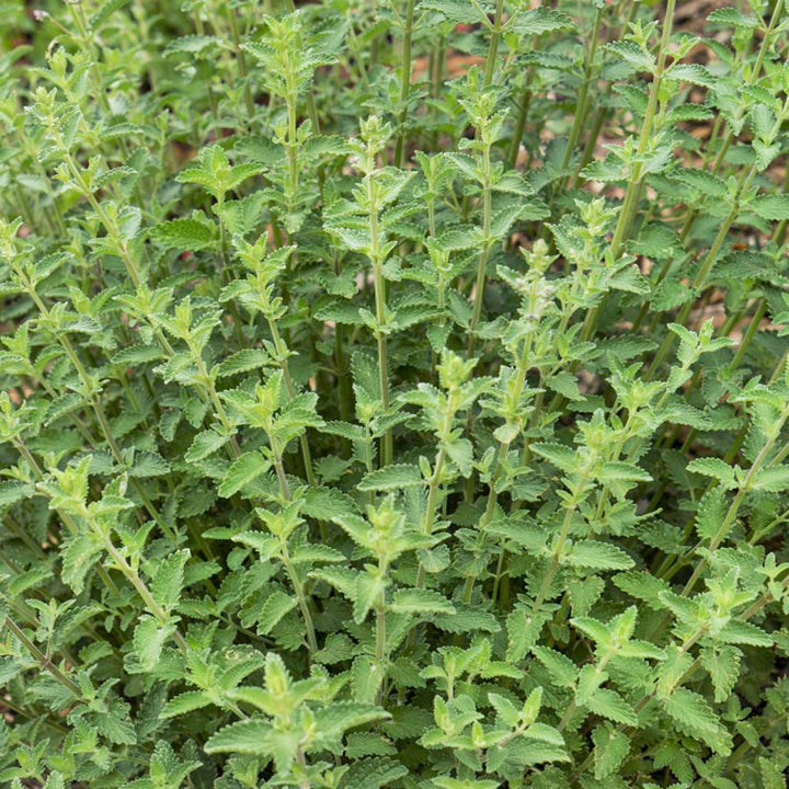 Green Cat Mint Herb Seeds – Heirloom, Non-GMO Seeds for Indoor & Outdoor Garden Planting