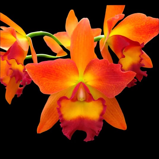 Cattleya Flower Seeds for Planting Orange – Heirloom, Non-GMO, High Germination Organic Garden Seeds