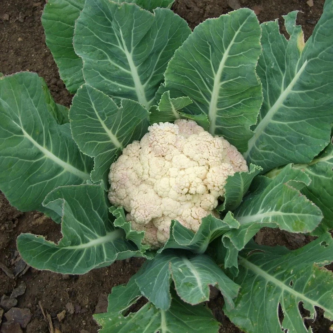 Self Blanching Cauliflower Seeds for Planting – Heirloom, Non-GMO, Compact Vegetable – High Germination