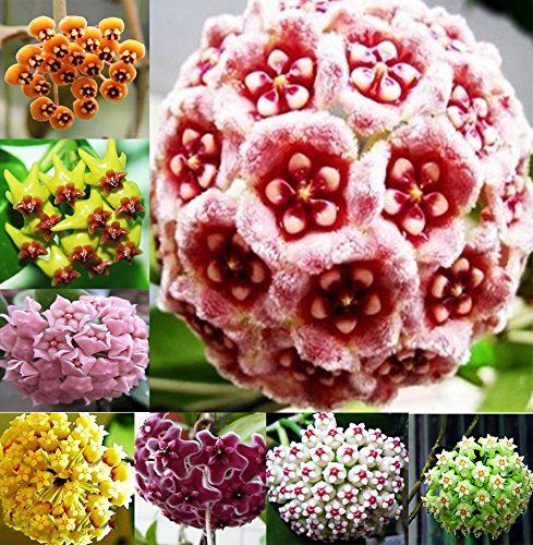Mix Hoya Carnosa Ball Orchid Flower Seeds for Planting – Heirloom, Non-GMO, High Germination Organic Garden Seeds