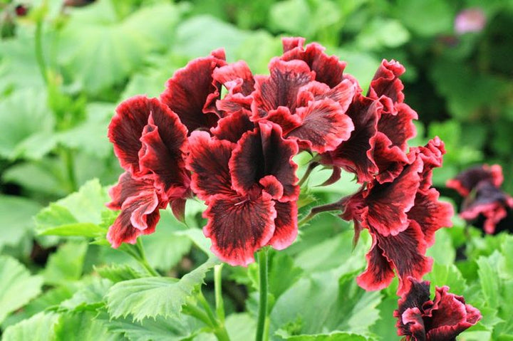 Wine Red Geranium Flower Seeds for Planting – Heirloom Non-GMO, High Germination Organic Garden Seeds