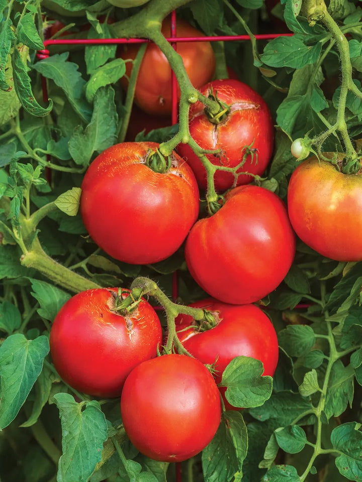 Better Boy Tomato Seeds – Heirloom Non-GMO High-Yield Juicy Vegetable Seeds for Planting, Organic Garden Seeds