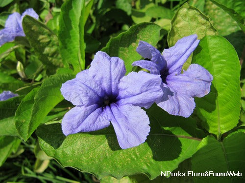 Ruellia Tuberosa Flower Seeds for Planting | Heirloom Non-GMO High Germination Organic Garden Seeds