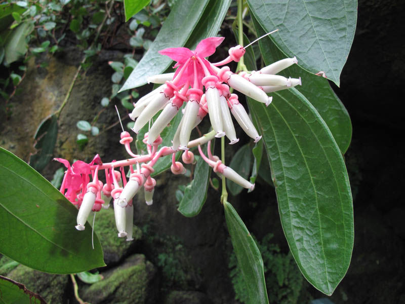 Cavendishia Grandifolia Flower Seeds for Planting | Heirloom Non-GMO Organic Garden Seeds
