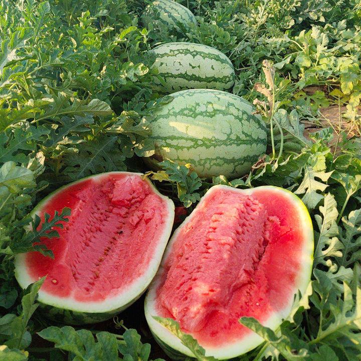 Seeded Watermelon fruit seeds for planting – Heirloom & Non-GMO Garden seeds