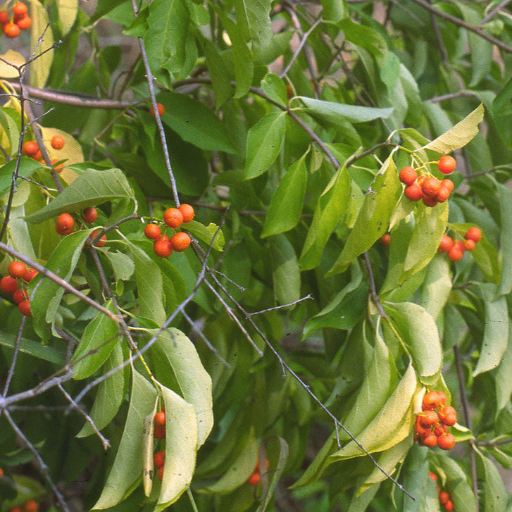 Celastrus fruit seeds for planting – Heirloom & Non-GMO garden seeds, hardy ornamental vines for landscaping