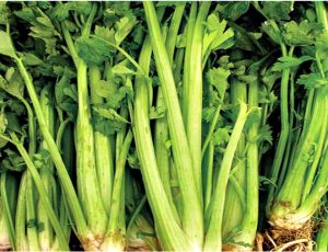 Celery Smallage Seeds for Planting – Heirloom Non-GMO Aromatic Leafy Vegetable Seeds with High Germination