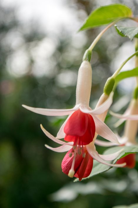 Cream Red Double Petals Fuchsia Seeds for Planting – Heirloom, Non-GMO, High Germination Garden Seeds