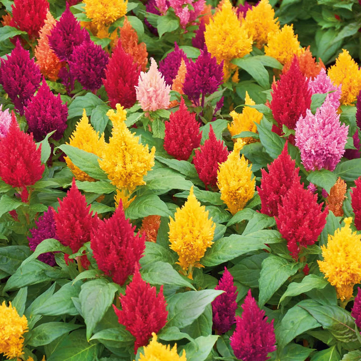 Celosia Flower Seeds for Planting – Long Bloom Season, Heirloom Non-GMO, High Germination Organic Garden Seeds