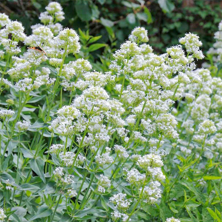 Flower Seeds, Seeds,Seeds For Planting,Plant Seeds