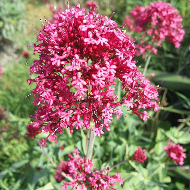 Flower Seeds, Seeds,Seeds For Planting,Plant Seeds