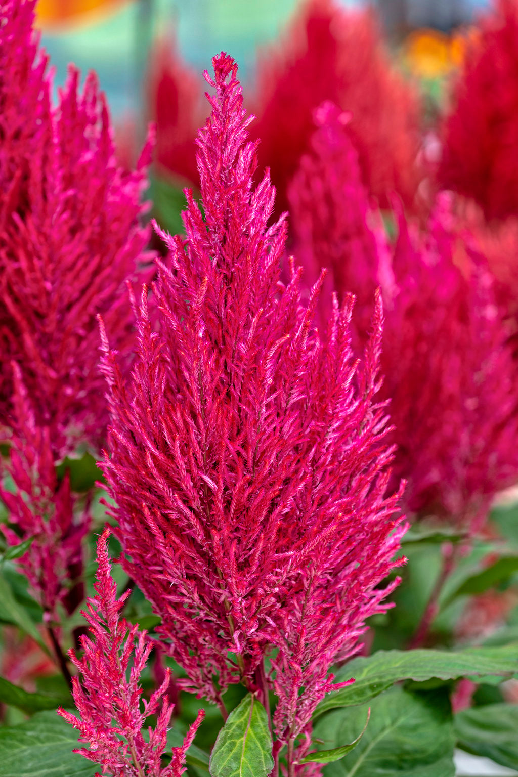Dark Pink Celosia Flower Seeds for Planting – Heirloom Non-GMO, High Germination Organic Garden Seeds