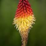 Red Yellow Kniphofia Flower Seeds for Planting – Long Bloom Season, Heirloom & Non-GMO Organic Garden Seeds