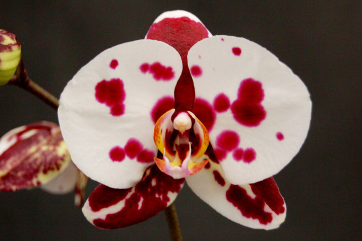 White Red Phalaenopsis Orchid Flower Seeds for Planting – Heirloom Non-GMO, High Germination Organic Garden Seeds