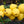 Yellow Chaenomeles fruit seeds for planting - Heirloom & Non-GMO Garden seeds