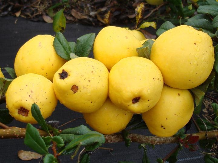 Yellow Chaenomeles fruit seeds for planting - Heirloom & Non-GMO Garden seeds