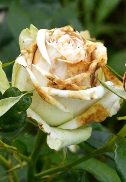 White Brown Rose Flower Seeds for Planting – Vibrant Colors, Heirloom, Non-GMO Seeds for Home Garden