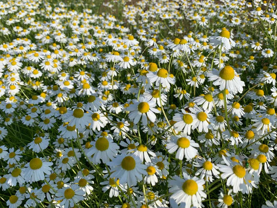 German Chamomile Seeds for Planting – Heirloom, Non-GMO Medicinal Herb for Teas, Pollinators & Aromatic Gardens