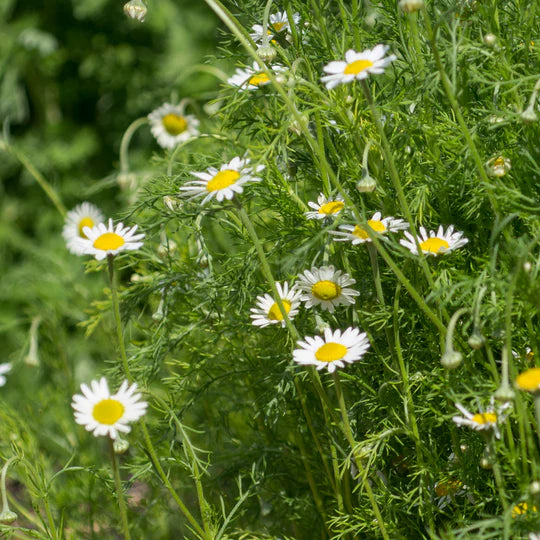Roman Chamomile Seeds for Planting – Heirloom, Non-GMO Medicinal Ground Cover Herb for Teas & Pollinator Gardens