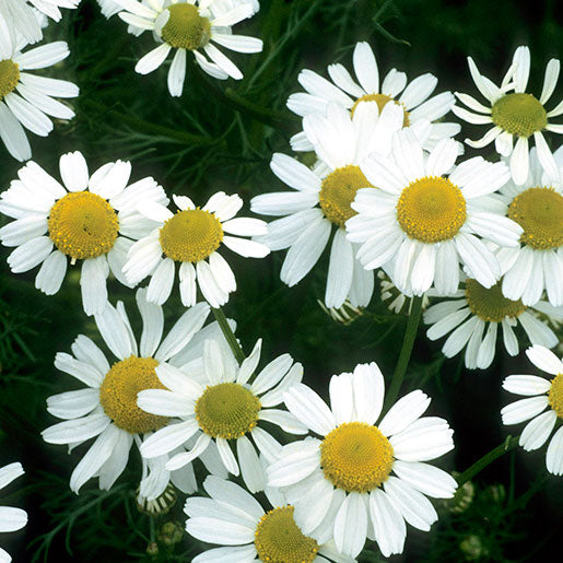 Chamomile Flower Seeds for Planting – Heirloom, Non-GMO, High Germination Organic Garden Seeds